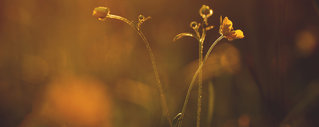 Blumen im Sonnenuntergang